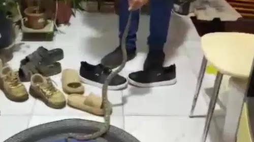 Kumluca’da Evine Girmek Üzere Olan Yılanı Uyarıp Doğaya Bıraktı