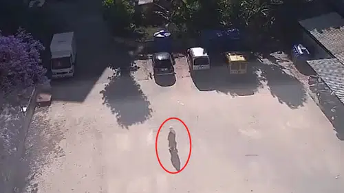 Alanya Fığla'da Sokak Hayvanlarının Mama Kapları Böyle Yok Oldu