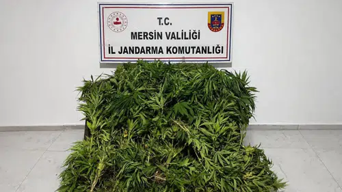 Jandarma Ormanda Kenevir Tarlası Buldu: Binlerce Kök Ele Geçirildi