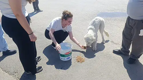 Manavgat'ta Mahsur Kalan Köpek İtfaiye Tarafından Kurtarıldı