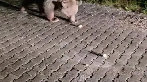 Uludağ'da İri Bir Ayı Vatandaşları Tedirgin Etti