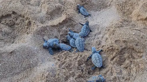 Manavgat Sahillerinde Caretta Caretta Yavrularının Deniz Yolculuğu