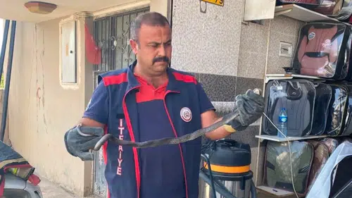 Hatay’da Yerleşim Alanlarına Giren Yılanlar Doğal Ortamlarına Salındı