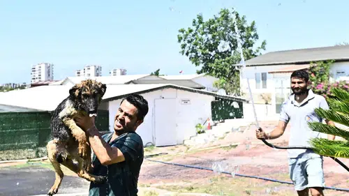 Muratpaşa Belediyesi'nden Sokak Hayvanları İçin Yaz Önlemi