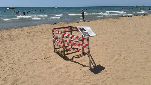 Antalya'da Caretta Caretta Yuvası Bilmecesi: Kafes Taşındı
