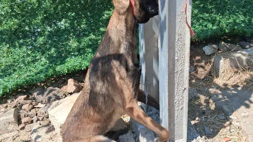 Hatay'da Köpeğe Vahşet! Elektrik Direğinde Asılı Halde Ölü Bulundu