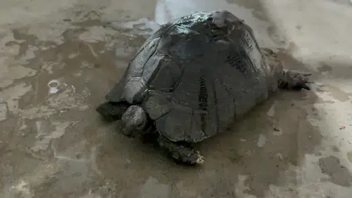 Yangından Kurtarılan Yaralı Kaplumbağa İçin Zamanla Yarış!