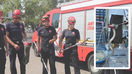 Antalya'da Yılan İhbarları Arttı: “Günde 10 Vakaya Müdahale”