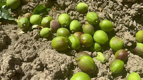 Ağaçlar Yükü Taşıyamadı, "Tekleme" İşçilerine Kazanç Kapısı Doğdu