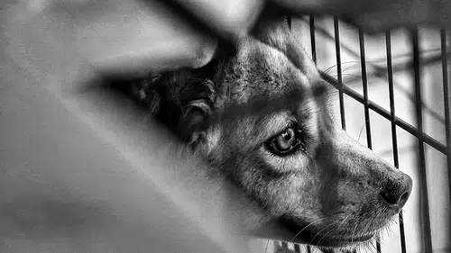 Köpeğe Vahşet Kameralarda, Tecavüzcü Sokakta!