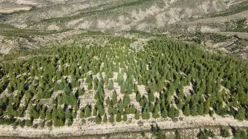 Yangınların Ardından Antalya’da Ormanlar Yeniden Yeşeriyor