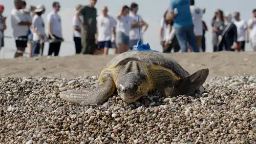 Uydu Takip Cihazı Takılan Caretta Carettalar Denize Bırakıldı