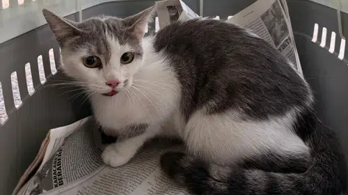 Alanya’da Ağaçta Mahsur Kalan Kedi Kurtarıldı