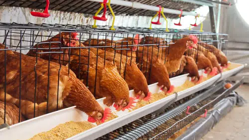 Tavuk Eti Üretimi Sert Düştü, Yumurta Zirveye Koştu