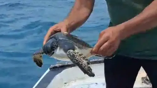 Samandağ’da Oltaya Takılan Caretta Caretta Son Anda Kurtarıldı