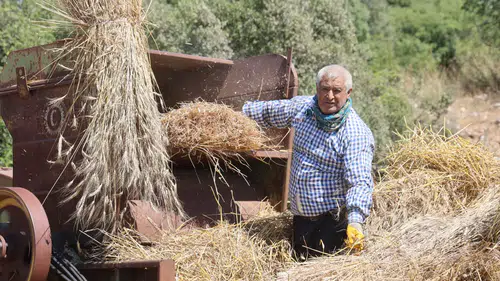Hatay’da 40 Derecede Zorlu Buğday Mesaisi
