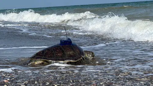 Mersin'de Oltaya Takılan Kaplumbağalar Doğaya Bırakıldı