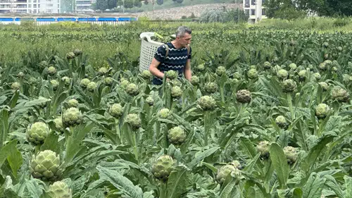 Enginar Üretiminde Liderlik Bursa'ya Geçiyor