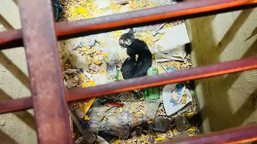 Mazgala Düşen Kedi İçin Seferber Oldular! İtfaiye Zamana Karşı Yarıştı