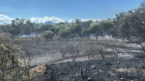 Manavgat Titreyengöl'de Sazlık Alanda Yangın: Alevler Oteller Bölgesine Yöneldi
