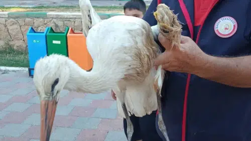 Hatay’da Gölde Mahsur Kalan Yaralı Leylek İtfaiye Tarafından Kurtarıldı