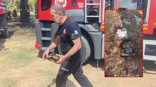 Manavgat Orman Yangınında Toprağa Sığınan Kaplumbağa Kurtarıldı