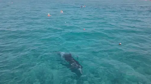 Alanya Sahilinde Sürpriz Misafir! Yunus Turistlerle Birlikte Yüzdü