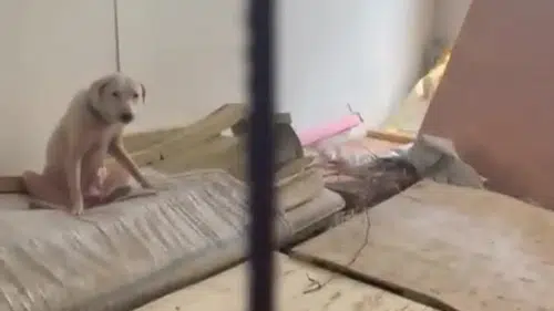 Maskesiz Girilemeyen Hayvan Hapishanesinde Can Pazarı ve Komşulara Tehdit
