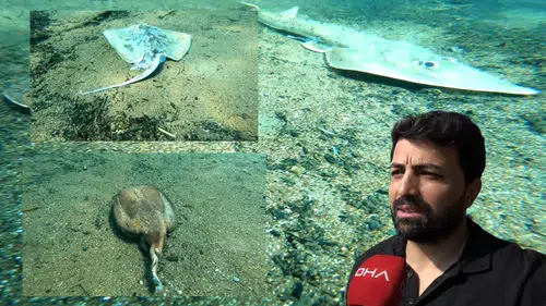 Çıralı’da Deniz Altında Korkutan Görüntü: Çok Sayıda Ölü Balık Bulundu