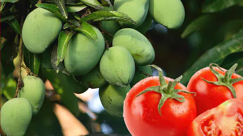 Domates 38, Mango 160 TL: Antalya Hali’nde Güncel Fiyatlar Açıklandı