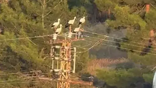 Mersin'de Elektrik Direğine Konan Leylekler Akıma Kapıldı! 3 Leylek Telef Oldu