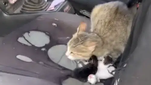 Mersin'de Camı Açık Otomobilde Tatlı Sürpriz: Kedi Araçta Yavruladı