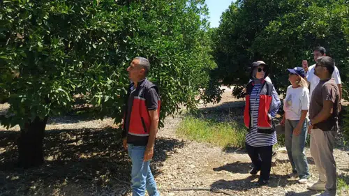 Finike ve Kumluca’da Turunçgil Mesaisi: Rekolte Tespiti İçin Sahaya İndiler