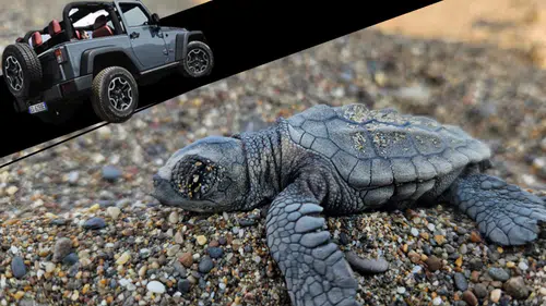 Kumköy Sahili’nde Caretta Alarmı: Yuvalar Araçların Tehdidi Altında