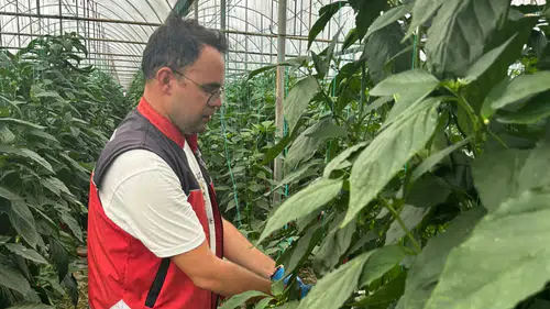 Tarım Ekiplerinden Korkuteli ve Gündoğmuş'ta Sıkı Takip