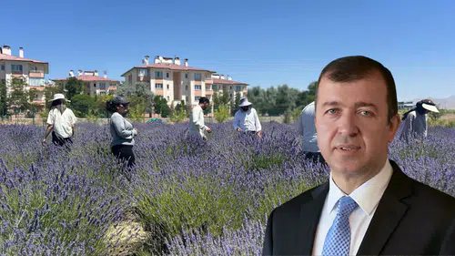 Antalya'da Aromatik Bitki Rekoltesi Yağışlarla Yüzde 40 Arttı