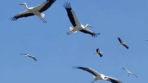 Hatay'da Yüzlerce Leyleğin Göç Yolculuğu Görsel Şölen Oldu