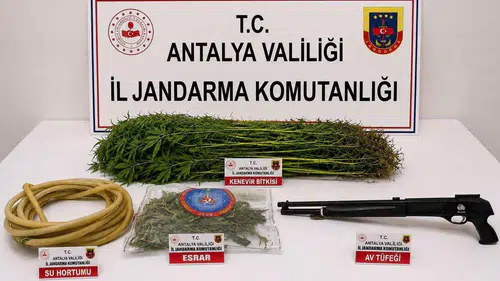 Alanya’da Uyuşturucu Operasyonu! 120 Kök Kenevir Ele Geçirildi