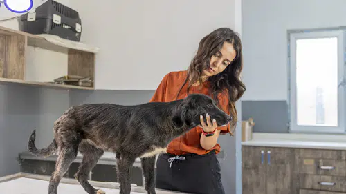 Yeniden Yürüyen 'Cesur' Yeni Yuvasını Bekliyor