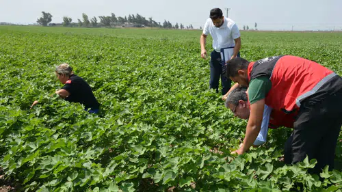Tarım Arazilerinde Tohum Gelişim Takibi Sürüyor