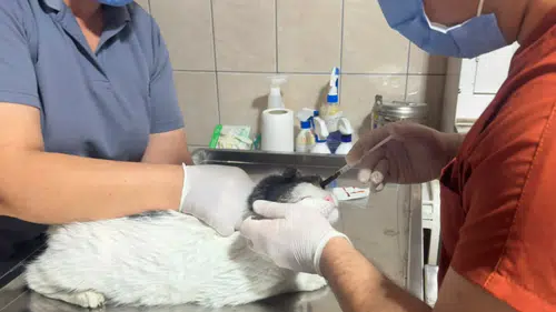 Kemer’de Can Dostlarına Şefkat Eli: Yüzlerce Hayvan Sağlığına Kavuştu