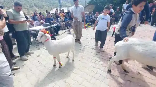 Mersin'de Podyuma Çıkan Süslü Keçiler Yarıştı: En Güzeli Seçildi!