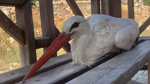 Mersin'de Bitkin Düşen Leylek Gençler Tarafından Kurtarıldı