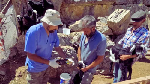 Gündoğmuş ve Korkuteli'nde Küçükbaş Hayvanlar İçin Aşı Seferberliği