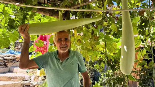 İbradı'da 96 Santimetrelik Su Kabağı Yetiştirdi: Hedef 1,5 Metre!