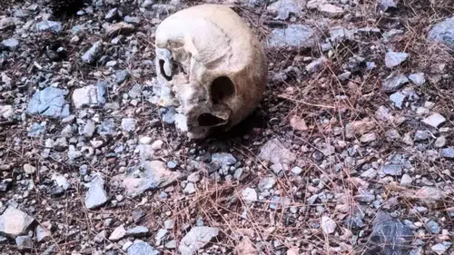 Gazipaşa'da Ormanlık Alanda Kafatası Bulundu!