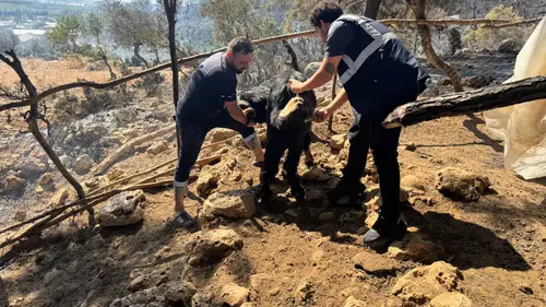 Alevlerin Hefindeki Can Dostlar Yalnız Bırakılmadı: Antalya Büyükşehir'den Kapı Kapı Sağlık Taraması
