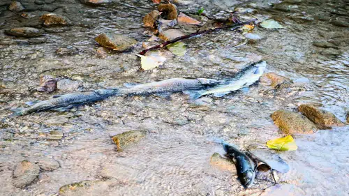 Alanya Oba Çayı'nda Toplu Balık Ölümleri!