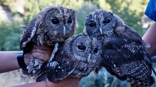 Antalya'da Ölüme Terk Edilmişlerdi! 3 Alaca Baykuş Yavrusu Gökyüzüyle Buluştu