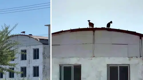 Serik'te Şaşırtan Görüntü: Keçiler Çatıda Dolaştı